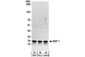 Western Blotting (WB) image for anti-Endothelial Differentiation Related Factor 1 (EDF1) (AA 98-148) antibody (ABIN7455005)