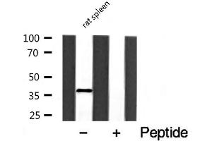 Western blot analysis of extracts of rat spleen cell lines, using HNRNPA2B1 antibody. (HNRNPA2B1 antibody  (N-Term))