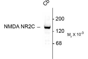 Western blots of 10 ug of rat cerebellar lysate showing specific immunolabeling of the ~140k NR2C subunit of the NMDA receptor. (GRIN2C antibody  (N-Term))