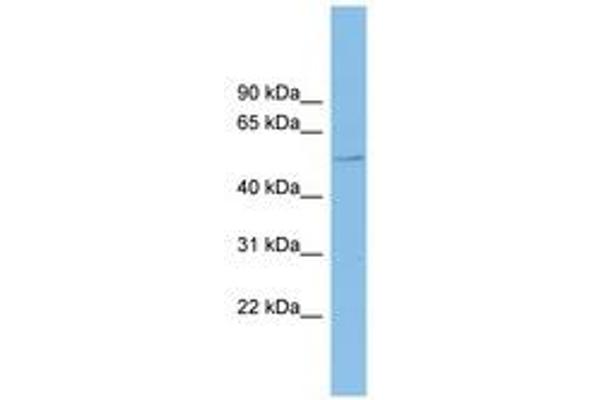 CLUL1 antibody  (AA 395-444)
