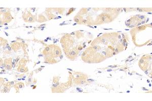 Detection of PLA2G12 in Mouse Stomach Tissue using Polyclonal Antibody to Phospholipase A2, Group XII (PLA2G12) (PLA2G12A antibody  (AA 26-192))