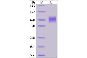 SDS-PAGE (SDS) image for CD33 (CD33) (AA 18-259) (Active) protein (His tag,FITC) (ABIN6973264)