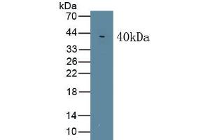 Detection of Recombinant WNT5A, Mouse using Monoclonal Antibody to Wingless Type MMTV Integration Site Family, Member 5A (WNT5A) (WNT5A antibody  (AA 62-380))