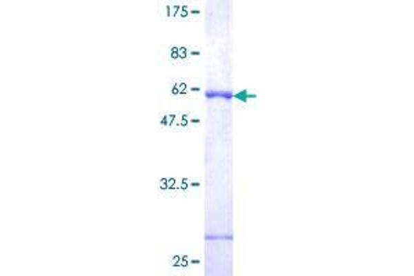 FKBP7 Protein (AA 1-222) (GST tag)