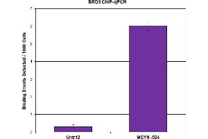 BRD3 antibody (pAb) tested by ChIP. (BRD3 antibody  (C-Term))