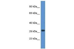 Western Blot showing DNASE1L3 antibody used at a concentration of 1 ug/ml against Placenta Lysate