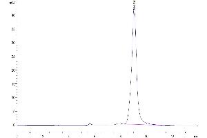 The purity of Human SLPI is greater than 95 % as determined by SEC-HPLC. (SLPI Protein (AA 26-132) (Fc Tag))