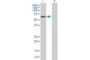 Western Blot analysis of FAM82C expression in transfected 293T cell line by FAM82C MaxPab polyclonal antibody. (RMDN3 antibody  (AA 1-470))