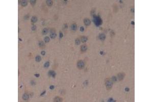 Figure. (POMC antibody  (AA 27-235))