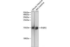 Western blot analysis of extracts of various cell lines using FABP2 Polyclonal Antibody at dilution of 1:500. (FABP2 antibody)