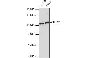 TELO2 antibody  (AA 450-550)