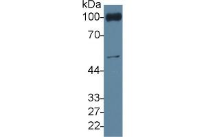 Rabbit Capture antibody from the kit in WB with Positive Control: Mouse blood cells lysate. (CD31 ELISA Kit)