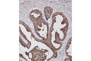 Immunohistochemical analysis of C on paraffin-embedded Human prostate tissue was performed on the Leica®BOND RXm. (LGALS3BP antibody  (AA 383-412))