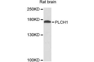 Western blot analysis of extracts of rat brain, using PLCH1 antibody.
