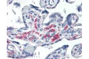 Immunohistochemistry analysis of human placenta tissue stained with Syntaxin 13, mAb (15G2) at 20 μg/mL. (Syntaxin 12 antibody  (Cytoplasmic Domain))