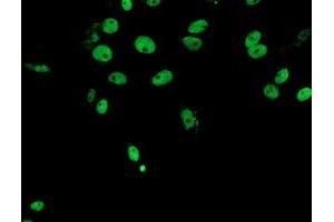 Immunofluorescence (IF) image for anti-Fragile X Mental Retardation 1 (FMR1) (AA 36-279) antibody (ABIN1491454) (FMR1 antibody  (AA 36-279))