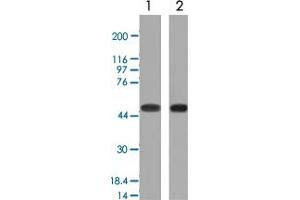 Western Blot (Cell lysate) analysis with NAPSA monoclonal antibody, clone NAPSA/1239 : 1. (NAPSA antibody)
