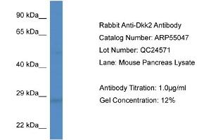 Western Blotting (WB) image for anti-Dickkopf 2 Homolog (DKK2) (Middle Region) antibody (ABIN2786024) (DKK2 antibody  (Middle Region))