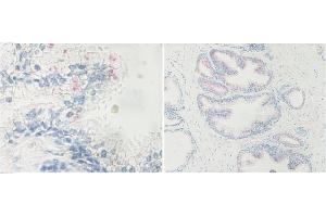 Image no. 4 for anti-Nanog Homeobox (NANOG) antibody (ABIN181660) (Nanog antibody)