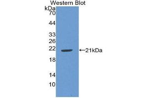 Western Blotting (WB) image for anti-Interleukin 22 (IL22) (AA 34-179) antibody (ABIN1868631) (IL-22 antibody  (AA 34-179))