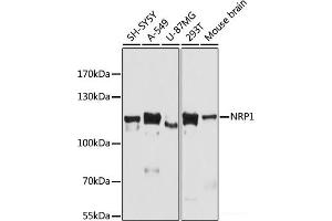 Western blot analysis of extracts of various cell lines using NRP1 Polyclonal Antibody at dilution of 1:3000.