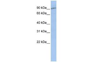 WB Suggested Anti-SLC15A2 Antibody Titration:  0. (SLC15A2 antibody  (Middle Region))