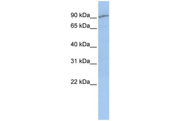 SLC15A2 antibody  (Middle Region)