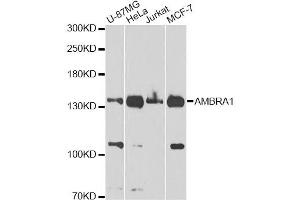Western blot analysis of extracts of various cell lines, using FLJ20294 Antibody (ABIN5970441) at 1/1000 dilution. (AMBRA1 antibody)