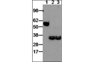 Western Blotting (WB) image for anti-Interleukin-27 subunit beta (IL-27b) antibody (ABIN781990) (EBI3 antibody)