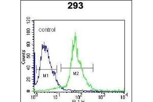 SRPK1 Antibody (C-term) (ABIN652386 and ABIN2841866) flow cytometric analysis of 293 cells (right histogram) compared to a negative control cell (left histogram). (SRPK1 antibody  (C-Term))