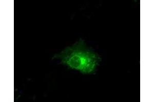 Anti-CLDN5 mouse monoclonal antibody (ABIN2452908) immunofluorescent staining of COS7 cells transiently transfected by pCMV6-ENTRY CLDN5 (RC207122). (Claudin 5 antibody)