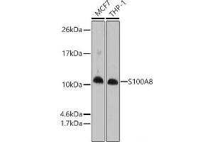 Western blot analysis of extracts of various cell lines using S100A8 Polyclonal Antibody at dilution of 1:1000. (S100A8 antibody)