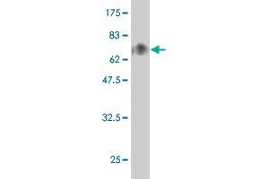 Western Blot detection against Immunogen (69.