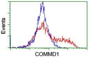 Image no. 1 for anti-Copper Metabolism (Murr1) Domain Containing 1 (COMMD1) antibody (ABIN1497563) (COMMD1 antibody)