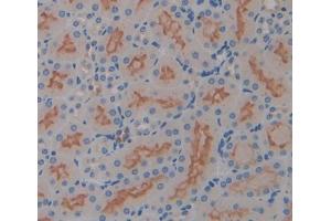 IHC-P analysis of Mouse Tissue, with DAB staining. (IL17RD antibody  (AA 356-603))
