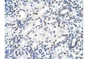 Image no. 1 for anti-Surfeit 6 (SURF6) (AA 191-240) antibody (ABIN202343) (SURF6 antibody  (AA 191-240))