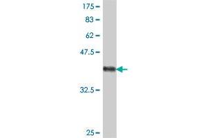 Western Blot detection against Immunogen (37. (EBI3 antibody  (AA 129-229))