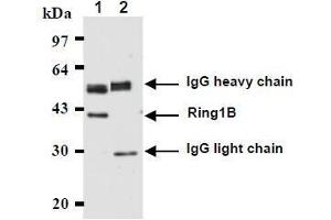 Western Blotting (WB) image for anti-Ring Finger Protein 2 (RNF2) antibody (ABIN1449179) (RNF2 antibody)