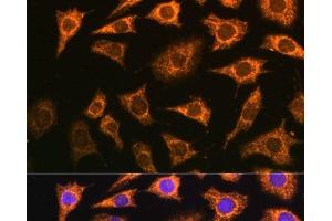 Immunofluorescence analysis of L929 cells using PDHA2 Polyclonal Antibody at dilution of 1:100 (40x lens). (PDHA2 antibody)