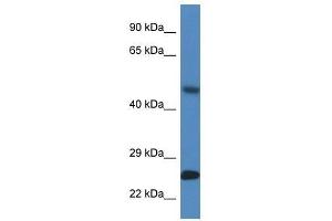Western Blot showing Snx10 antibody used at a concentration of 1. (SNX10 antibody  (Middle Region))