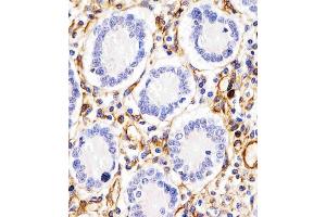 Antibody staining RHBDF2 in human duodenum tissue sections by Immunohistochemistry (IHC-P - paraformaldehyde-fixed, paraffin-embedded sections). (RHBDF2 antibody  (N-Term))