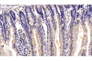 Detection of MUC2 in Rat Small intestine Tissue using Polyclonal Antibody to Mucin 2 (MUC2) (MUC2 antibody  (AA 27-110))
