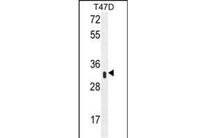 IFI35 Antibody (N-term R30) (ABIN655077 and ABIN2844709) western blot analysis in T47D cell line lysates (35 μg/lane). (IFI35 antibody  (N-Term))