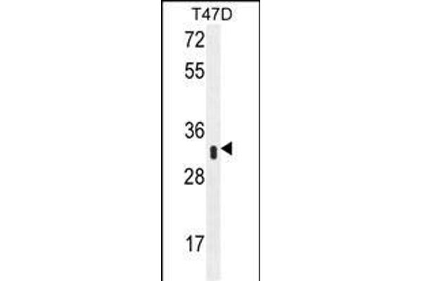 IFI35 Antikörper  (N-Term)