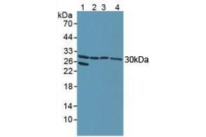 Figure. (NOTCH2NL antibody  (AA 1-236))