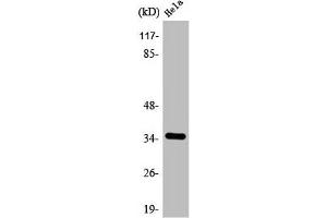 Western Blot analysis of COLO205 cells using ANT4 Polyclonal Antibody (SLC25A31 antibody  (Internal Region))