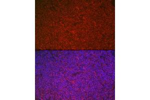 Immunofluorescence analysis of rat spleen cells using ETS1 Rabbit pAb (ABIN7271258) at dilution of 1:100 (40x lens). (ETS1 antibody  (AA 1-260))