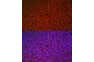 Immunofluorescence analysis of rat spleen cells using ETS1 Rabbit pAb (ABIN7271258) at dilution of 1:100 (40x lens). (ETS1 antibody  (AA 1-260))