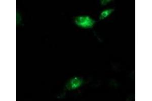 Anti-AQP1 mouse monoclonal antibody (ABIN2454186) immunofluorescent staining of COS7 cells transiently transfected by pCMV6-ENTRY AQP1 (RC205304). (Aquaporin 1 antibody)