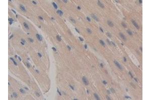 Detection of CASP12 in Mouse Heart Tissue using Polyclonal Antibody to Caspase 12 (CASP12)